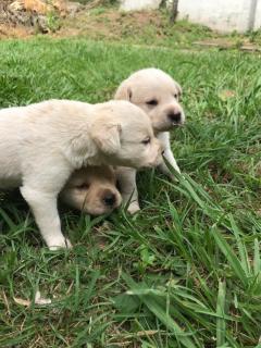CACHORROS DE LABRADORES Foto