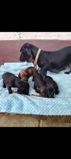 Perritos salchichas Foto