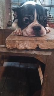 Boston terrier macho Foto