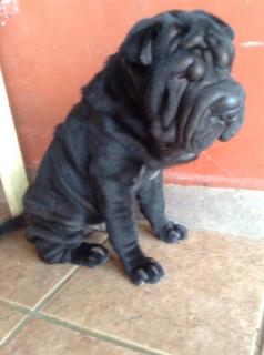CACHORROS SHAR PEI WAPP Foto