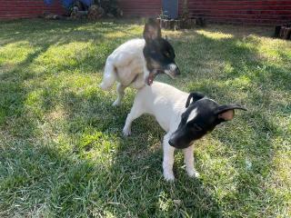 Fox Terrier Foto