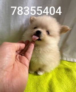 Cachorros Pomerania Foto