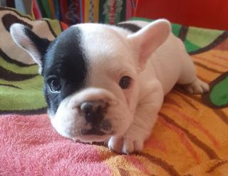 Cachorros en venta raza bulldog francés Foto