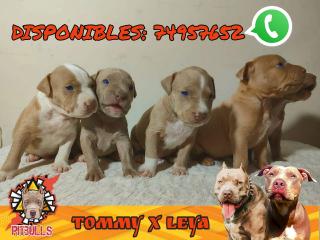 PUPPYS Excelente genética Foto