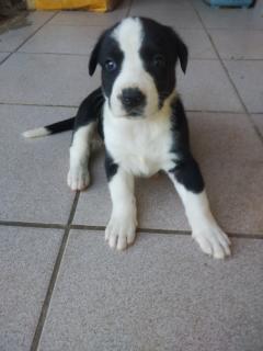 Perritos labradores Foto