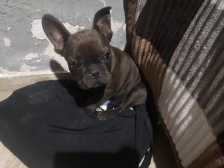 Bulldog Frances Foto