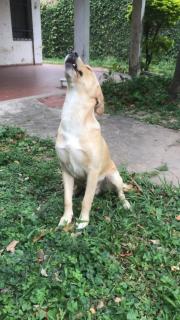 cachorros de Labrador Foto