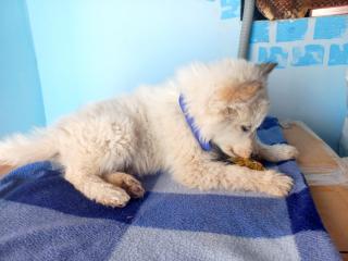 Samolledo y Siberiano Foto