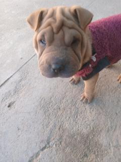 Perritos Shar pei Foto