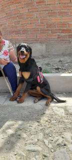 Raza ROTTWEILER pedigrí Foto