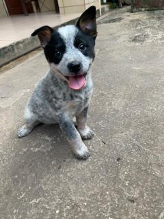 Cachorrita Blue Heeler Foto