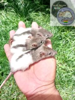 Ratas mascota Foto