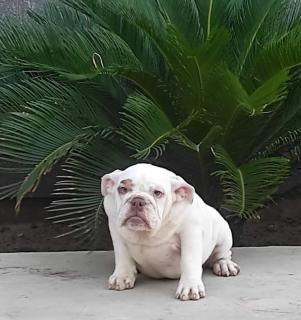 Cachorra bulldog ingles Foto