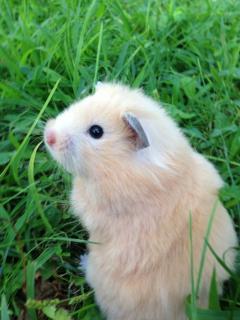 Hamsters raza sirio cruce con angora Foto