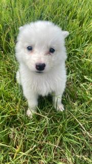 Perros SAMOYEDOS Foto
