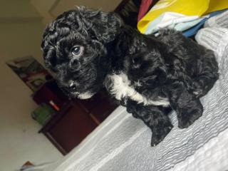 Hermosos caniches en venta talla 1 Foto