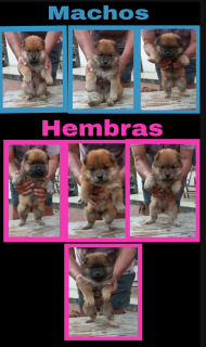 Cachorros chow chow Foto