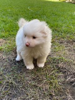 Pomerania Cachorros Foto