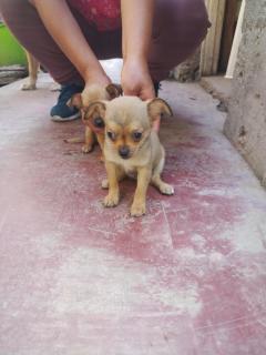Vendo lindos perritos chiwawas Foto