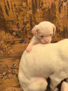 Cachorritos albinos Foto