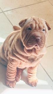 Por motivo de viaje hermosa Sharpei hemb Foto