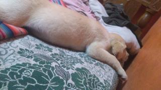 Perro Labrador Foto