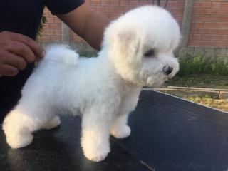 Cachorros Bichon Frise Foto