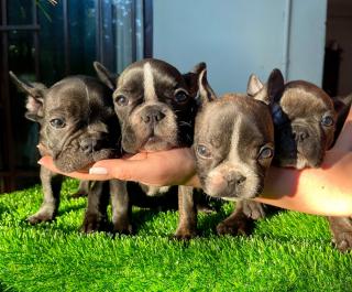 Bulldog francés Foto