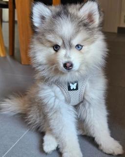 Cachorros Pomsky listos para la venta Foto