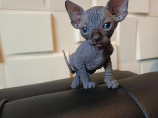 Gato sin pelo Foto
