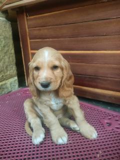 Cachorros Cocker Spaniel Foto