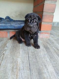 Cachorros Sharpei Foto