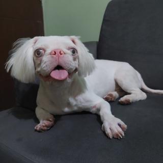 Canino pequinés albino Foto