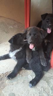 Cachorros pastor belga groendael Foto