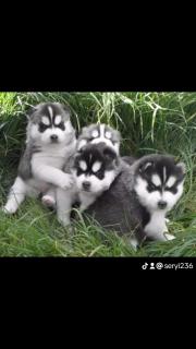 Husky siberiano Foto