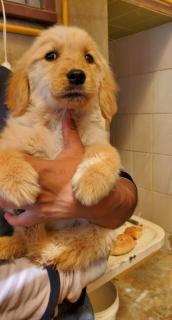 Cachorros Golden Retriever Foto
