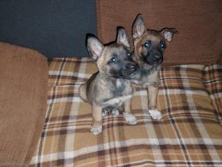 pastorl belga malinois Foto