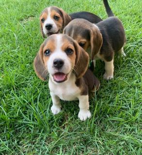 Cachorros Beagles Foto