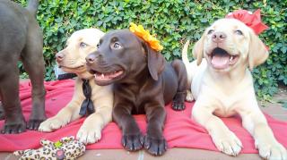 Cachorros Labrador Foto