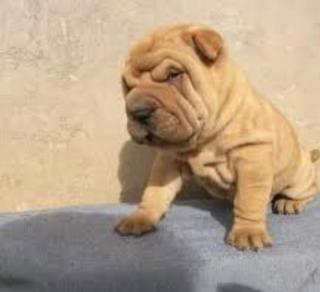 Venta de cachorrito Sharpei Foto