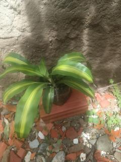 palmera paraguaya Foto