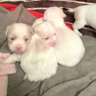 cachorritos pequines albinos Foto