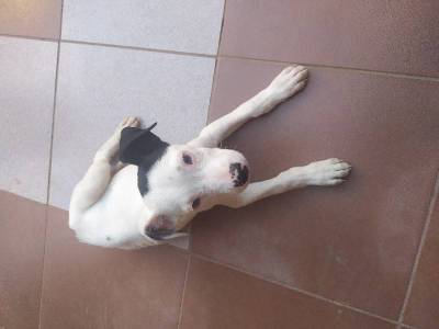 Dogo Argentino Foto