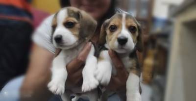 Cachorros Beagles Foto
