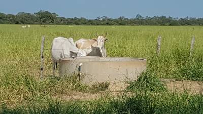 Propiedad Agrícola Ganadera Foto