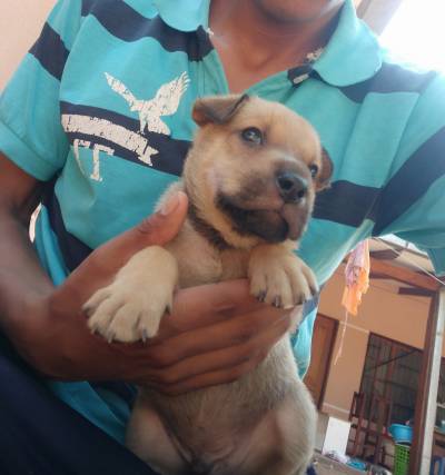 Sharpei cruse Foto