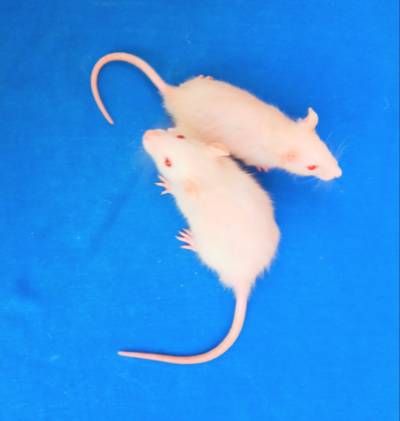 Ratas mascota Foto