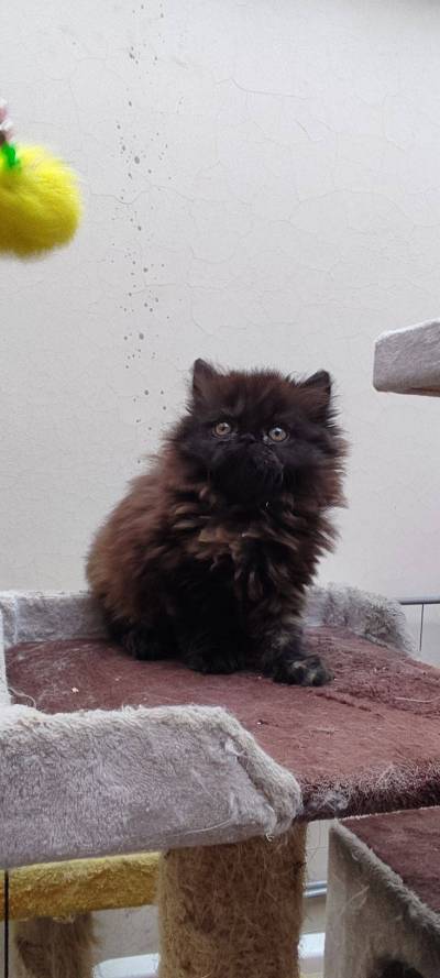 vendo hermosa gatita persa extrema Foto
