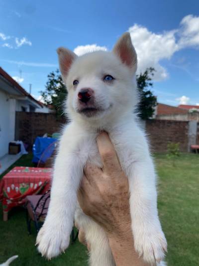 Husky siberiano puro Foto