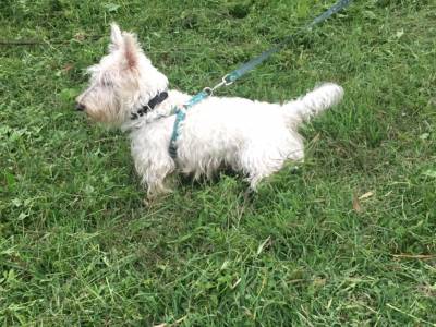 Scottish Terrier Foto